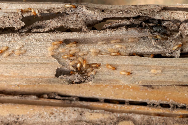 Best Wildlife Control Services  in Jackson, LA